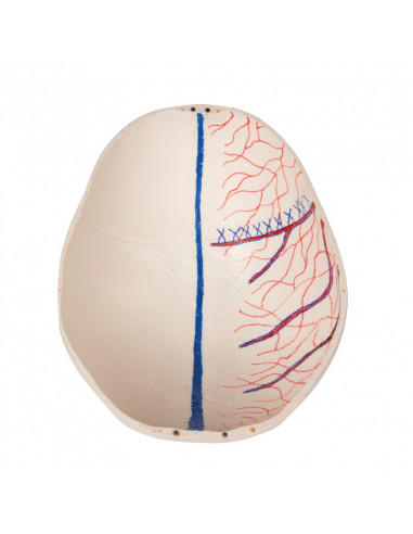 Crâne de luxe enfant pour études...