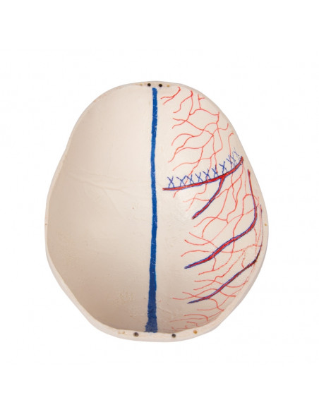 Crâne de luxe enfant pour études avancées, en 14 parties Erler Zimmer 4810