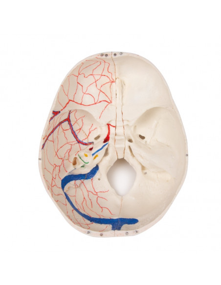 Crâne de luxe enfant pour études avancées, en 14 parties Erler Zimmer 4810