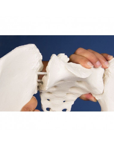 Erler Zimmer, colonne vertébrale...