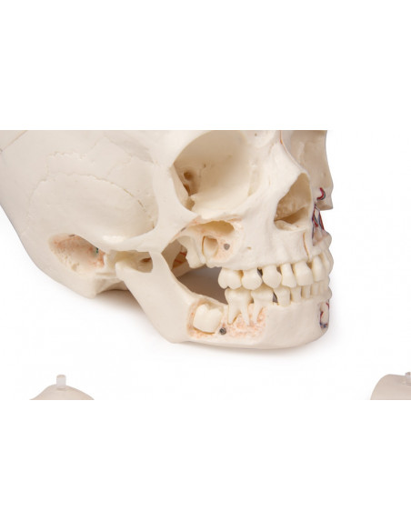 Crâne de luxe enfant pour études avancées, en 14 parties Erler Zimmer 4810