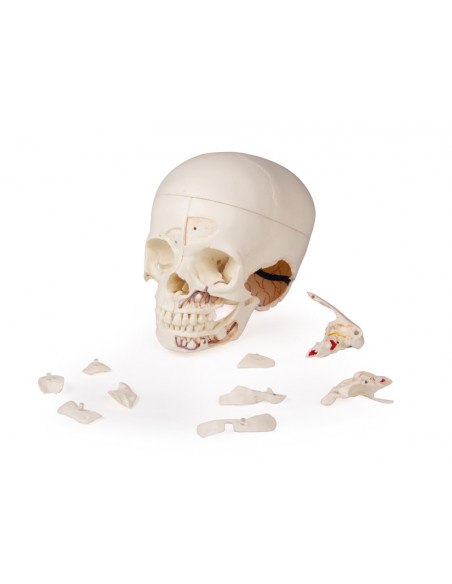 Crâne de luxe enfant pour études avancées, en 14 parties Erler Zimmer 4810