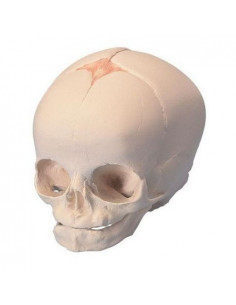 Modèle anatomique de Crâne...
