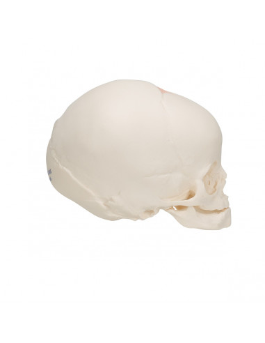 Modèle anatomique de Crâne de foetus...