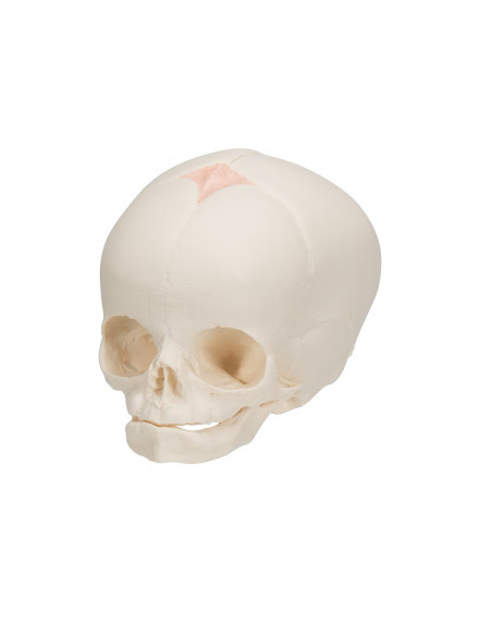 Modèle anatomique de Crâne de foetus  A25 3B Scientific