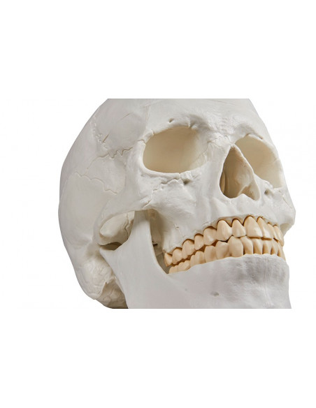 Erler Zimmer, Crâne, modèle classique, décomposable en 3 parties 4500