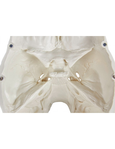 Erler Zimmer, Crâne, modèle...