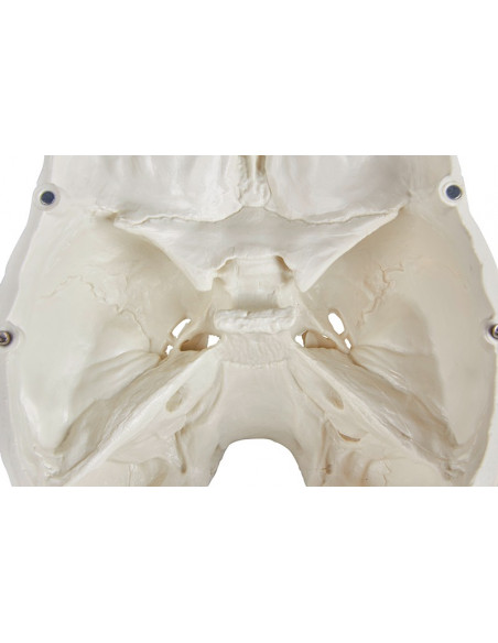 Erler Zimmer, Crâne, modèle classique, décomposable en 3 parties 4500