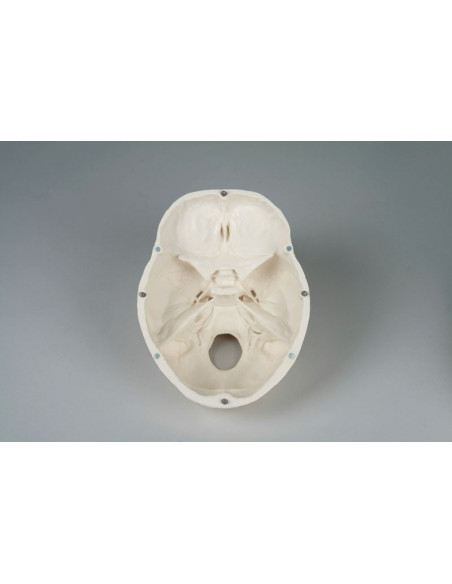 Erler Zimmer, Crâne, modèle classique, décomposable en 3 parties 4500