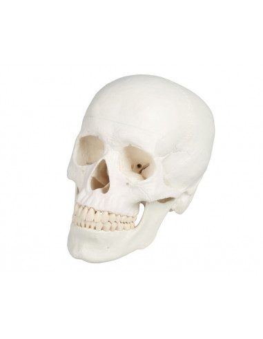 Erler Zimmer, Crâne, modèle...