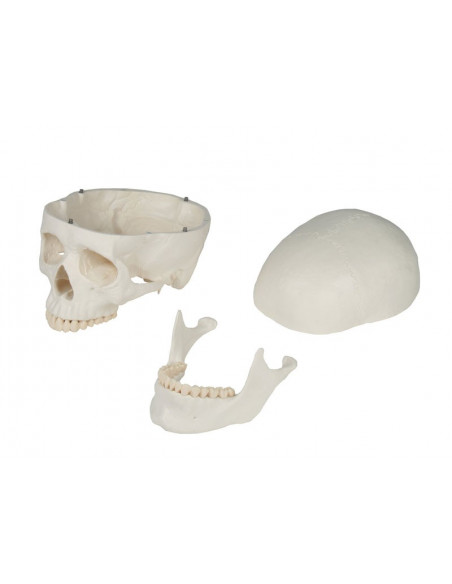 Erler Zimmer, Crâne, modèle classique, décomposable en 3 parties 4500