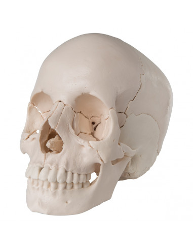 Crâne démontable en 22 parties blanc,...