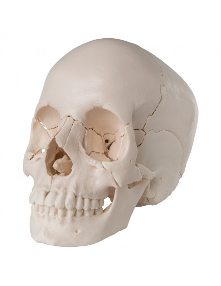 Crâne démontable en 22 parties blanc, modèle anatomique 3B Scientific A290