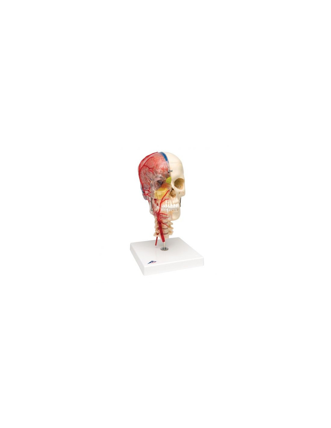 Cranio Umano Modello Anatomico Deluxe 3B Scientific A27 - 10 Parti Smontabili + App 3B Smart Anatomy