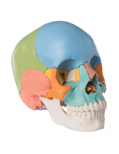 Crâne didactique coloré démontable en...