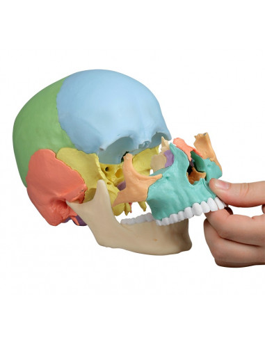 Crâne Erler Zimmer décomposable en 22...