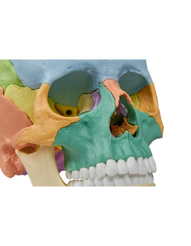 Crâne Erler Zimmer décomposable en 22...