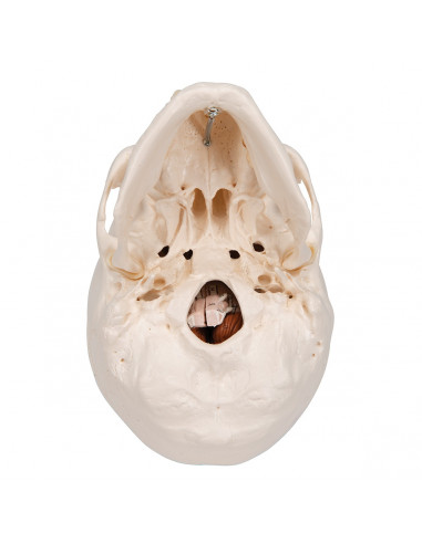 Crâne didactique décomposable en 8...