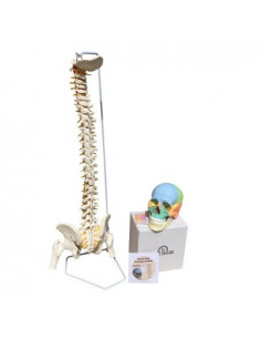 Offre Crâne coloré...