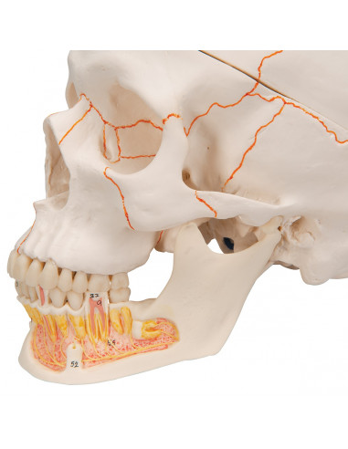 3B Scientific, modèle anatomique de Crâne didactique classique avec mandibule ouverte A22