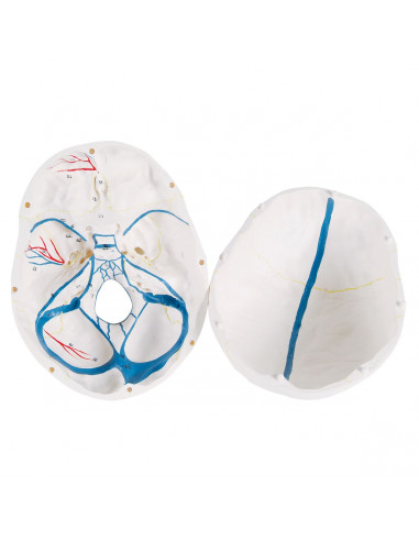 3B Scientific, modèle anatomique de...
