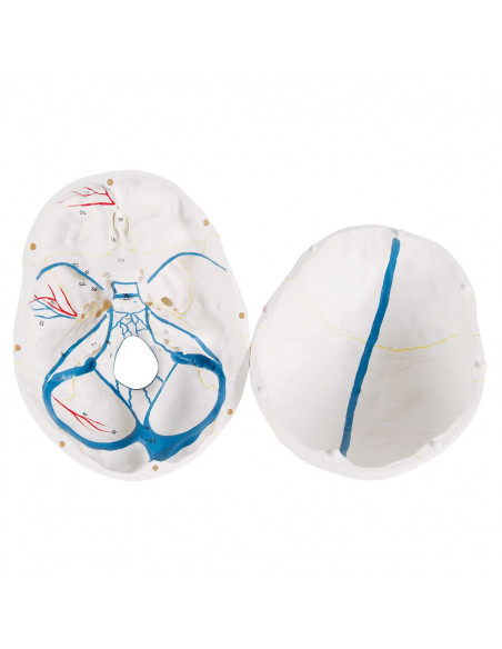 3B Scientific, modèle anatomique de Crâne didactique classique avec mandibule ouverte A22