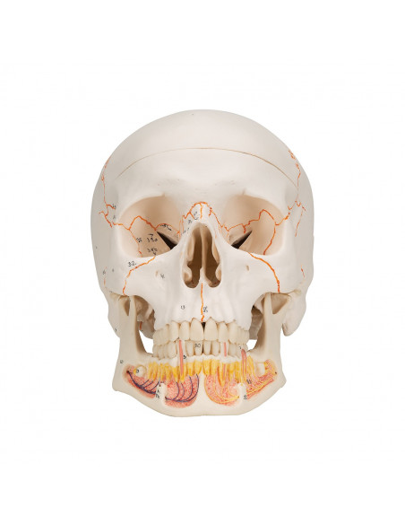 3B Scientific, modèle anatomique de Crâne didactique classique avec mandibule ouverte A22