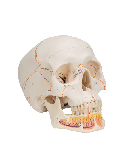 3B Scientific, modèle anatomique de Crâne didactique classique avec mandibule ouverte A22