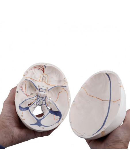 3B Scientific, modèle anatomique de Crâne didactique classique avec mandibule ouverte A22