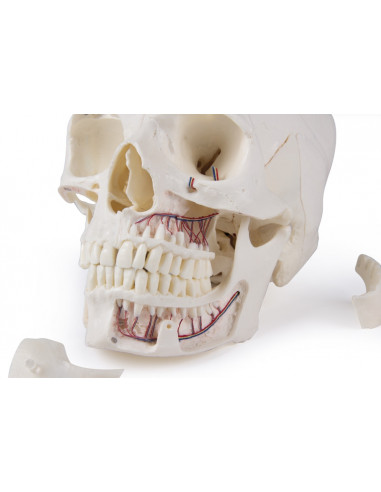 Crâne de luxe pour les études...