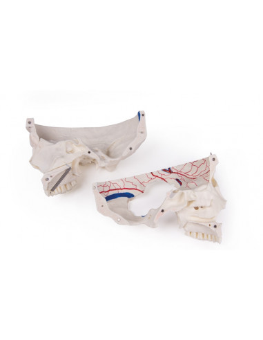 Crâne de luxe pour les études...