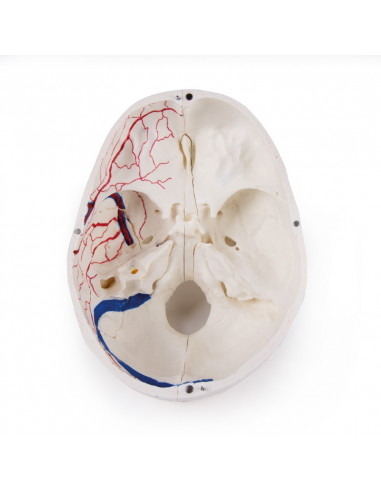 Crâne de luxe pour les études...