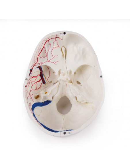 Crâne de luxe pour les études avancées, en 14 parties Erler Zimmer 4800