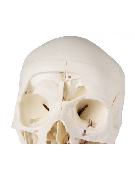 Crâne de luxe pour les études avancées, en 14 parties Erler Zimmer 4800