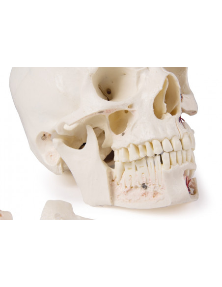 Crâne de luxe pour les études avancées, en 14 parties Erler Zimmer 4800