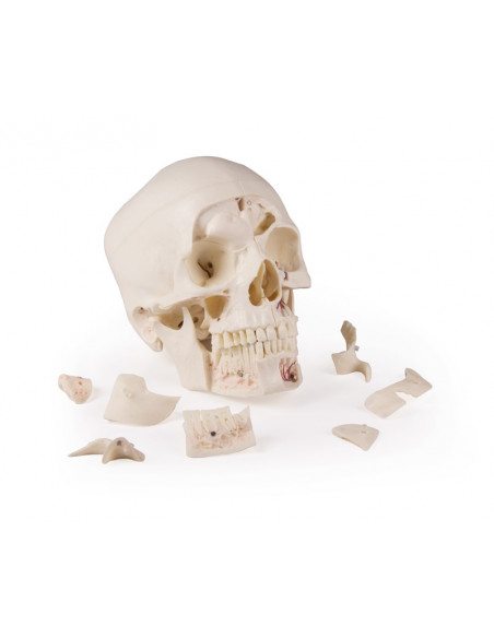 Crâne de luxe pour les études avancées, en 14 parties Erler Zimmer 4800