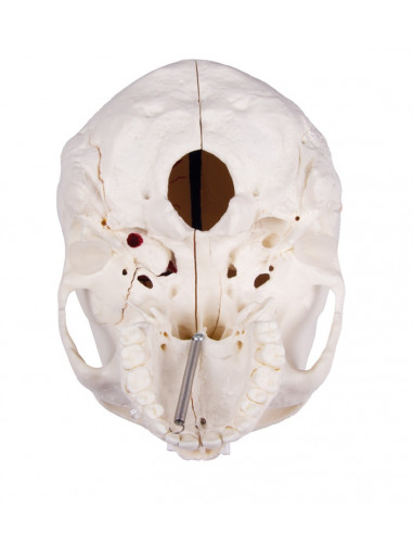 Crâne de luxe pour les études...