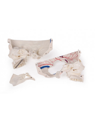 Crâne de luxe pour les études...