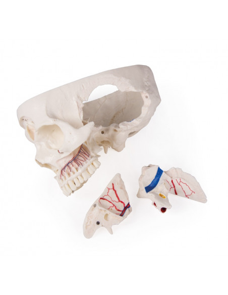 Crâne de luxe pour les études avancées, en 14 parties Erler Zimmer 4800