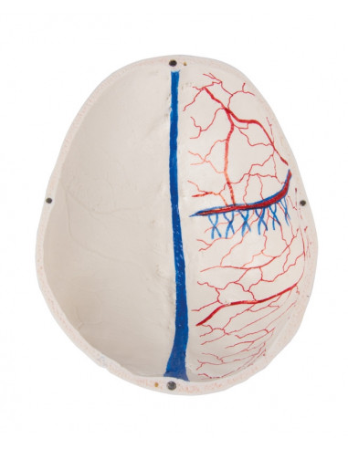 Crâne de luxe pour les études...