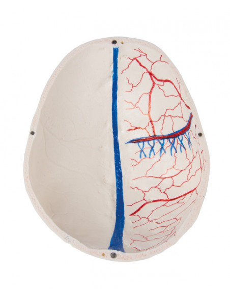 Crâne de luxe pour les études avancées, en 14 parties Erler Zimmer 4800