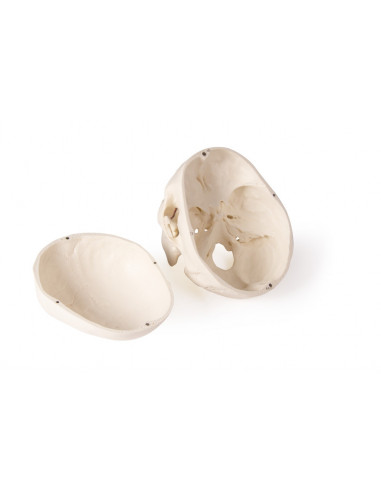 Crâne de luxe pour orthodontie et...