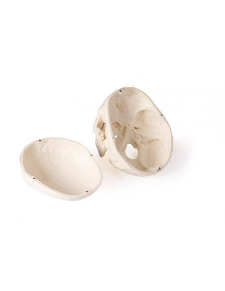 Crâne de luxe pour orthodontie et chirurgie dentaire, en 5 parties Erler Zimmer 4850