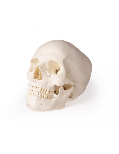 Crâne de luxe pour orthodontie et...