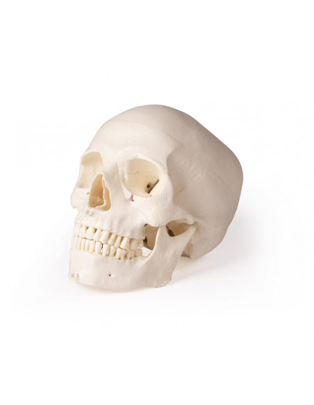 Crâne de luxe pour orthodontie et chirurgie dentaire, en 5 parties Erler Zimmer 4850
