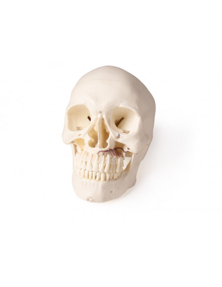 Crâne de luxe pour orthodontie et chirurgie dentaire, en 5 parties Erler Zimmer 4850