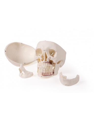 Crâne de luxe pour orthodontie et...