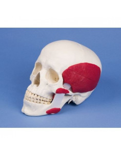 Erler Zimmer, modèle de...