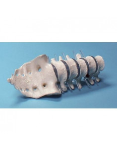 Erler Zimmer, modèle...