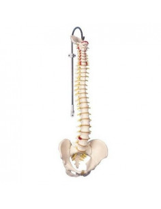 Colonne vertébrale...